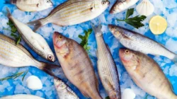 ikan yang sebaiknya tidak dikonsumsi