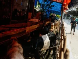 Larangan Pemprov DKI Jual Hewan Qurban Trotoar Berujung Denda Besar