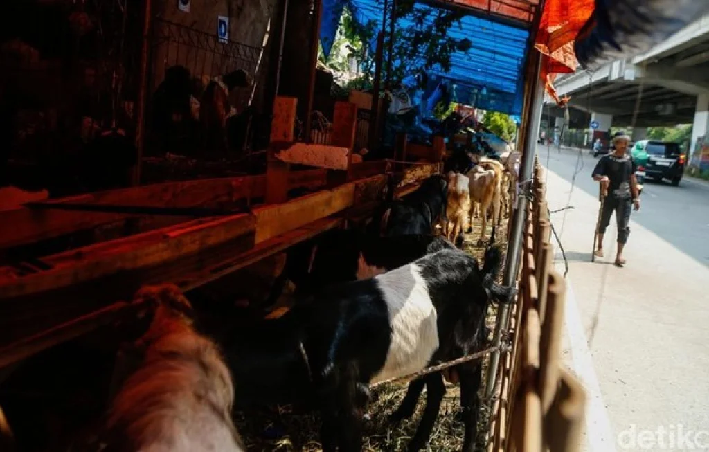 jual hewan qurban trotoar