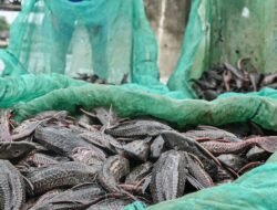 Bukan Jadi Siomay, Ikan Sapu Sapu Jakbar Diolah untuk Pakan Maggot