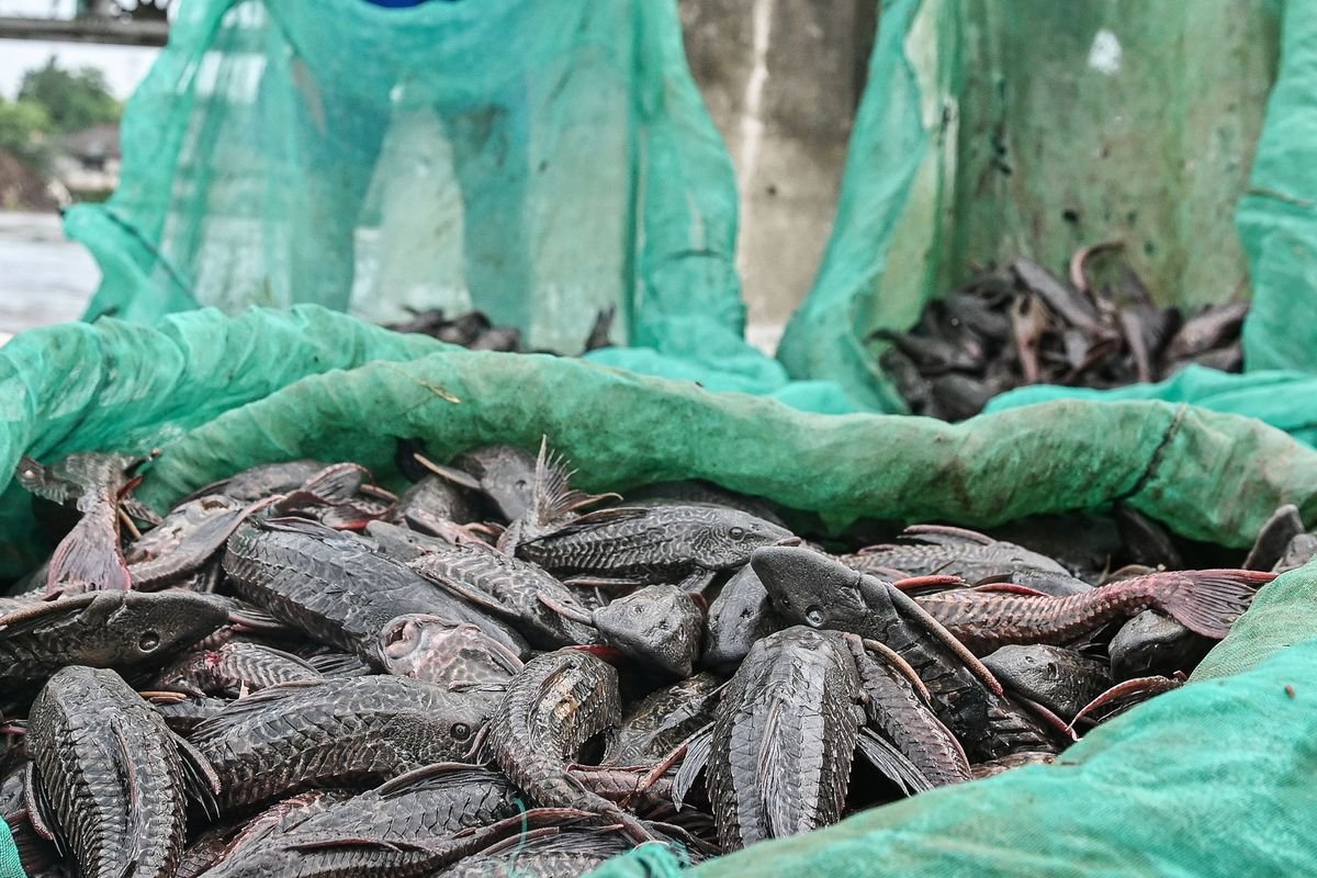 Ikan Sapu Sapu