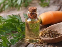 Carrot Seed Oil Kian Populer sebagai Bahan Alami Anti Aging untuk Perawatan Kulit