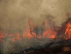 Pakar Ungkap Karhutla Sulit Padam, Pemulihan Hutan Gambut Bisa Lebih dari 10 Tahun