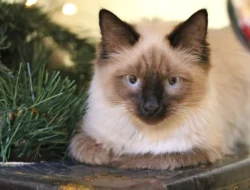 Kucing Indonesia Disebut Hanya Hidup 6 Tahun, Kenali Faktor yang Memengaruhi Usianya