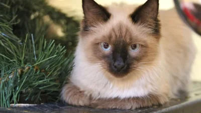 umur kucing Indonesia