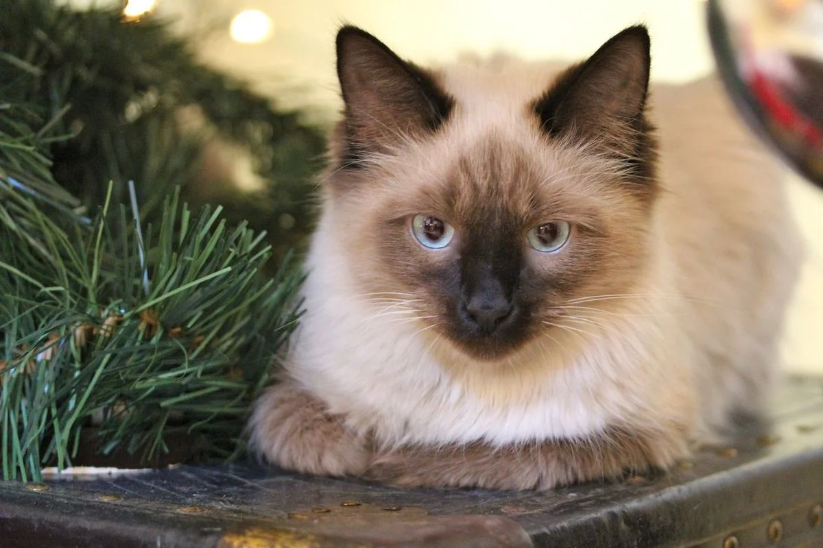 umur kucing Indonesia